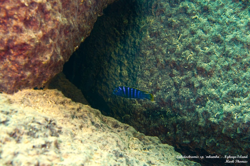 Labidochromis sp. 'mbamba' Ngkuyo Island